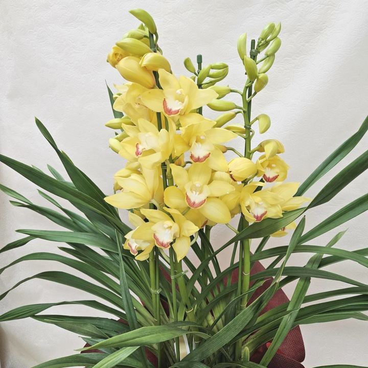 赤塚植物園オリジナル冬ギフト シンビジューム 黄色系 4本立|鉢花04-PA