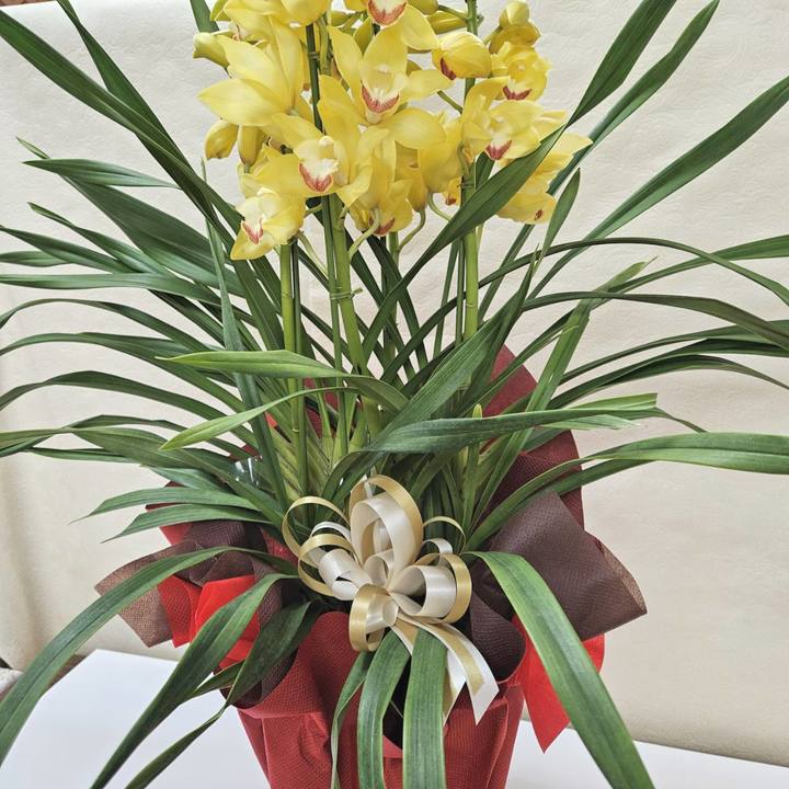 赤塚植物園オリジナル冬ギフト シンビジューム 黄色系 4本立|鉢花04-PA