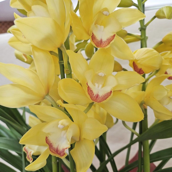 赤塚植物園オリジナル冬ギフト シンビジューム 黄色系 4本立|鉢花04-PA