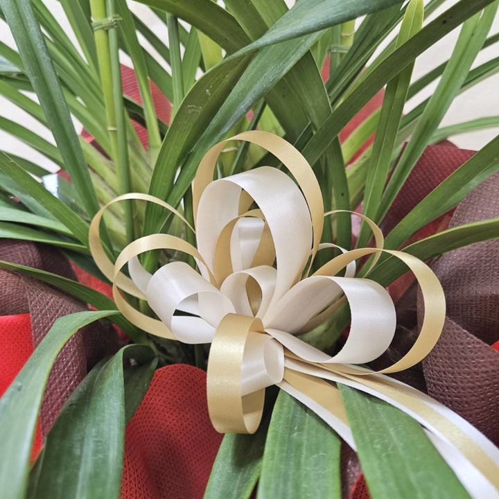 赤塚植物園オリジナル冬ギフト シンビジューム 黄色系 4本立|鉢花04-PA