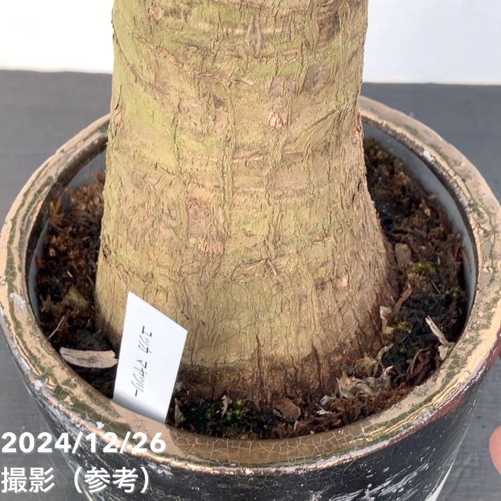 ソテツ　美株　frp鉢付き　ココスヤシ　アガベ　ユッカ ソテツ 美株 frp鉢付き ココスヤシ アガベ ユッカ ソテツ 美株 frp鉢