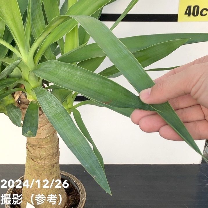 現品お届け】ユッカ 5号 エレファンティペス（Yucca elephantipes