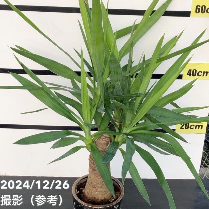 現品お届け】ユッカ 5号 エレファンティペス（Yucca elephantipes