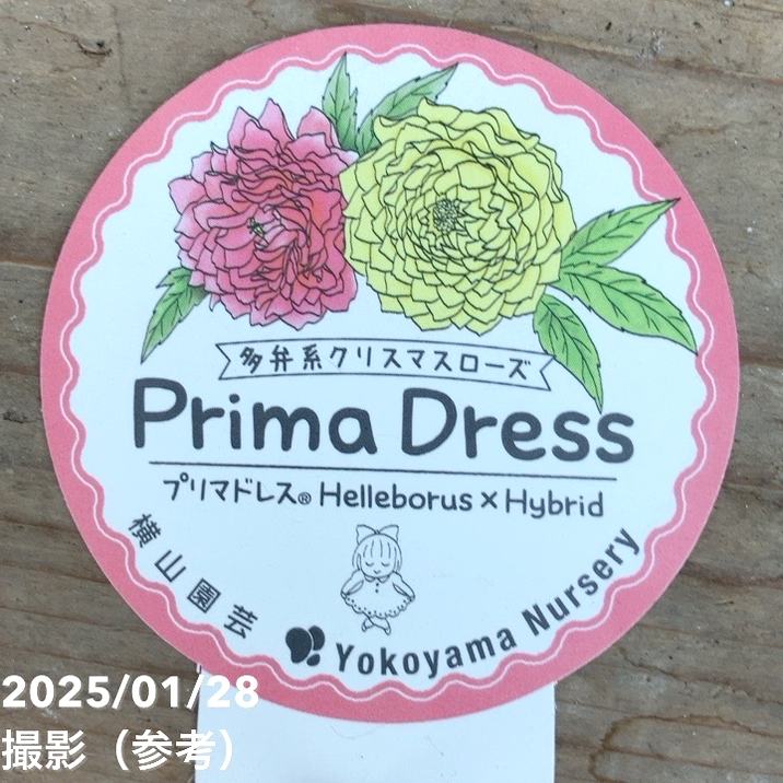 一点物】横山園芸 クリスマスローズ プリマドレス 4.5号（YK2）｜山野