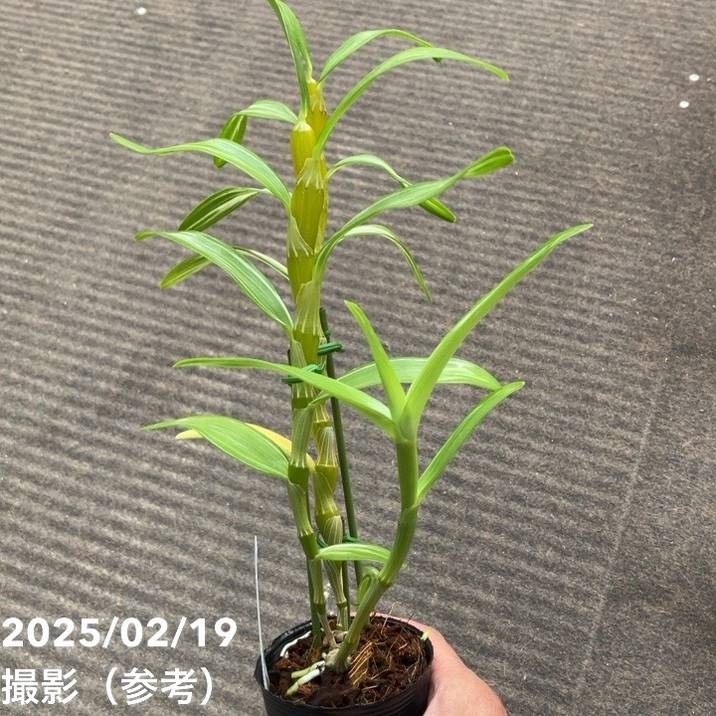 デンドロビューム交配種 2.5号 ノビル バリエガータ 'サクラ' 斑入り葉