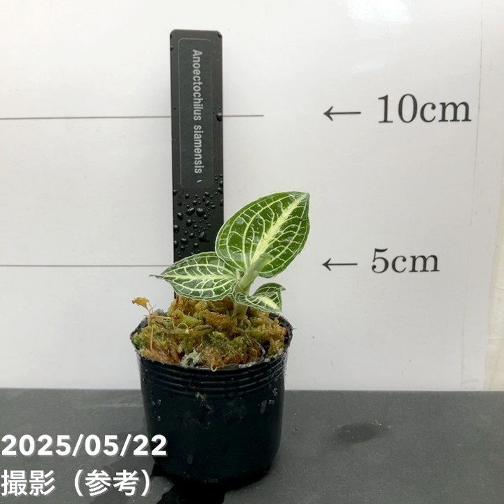 アカンサセアエsp from Ecuador （maybe）ジュエルオーキッド NEW