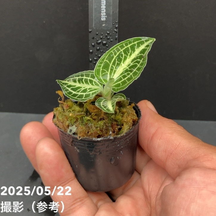 ジュエルオーキッド 1号 Anoectochilus siamensis｜洋蘭01-D1 | 草花
