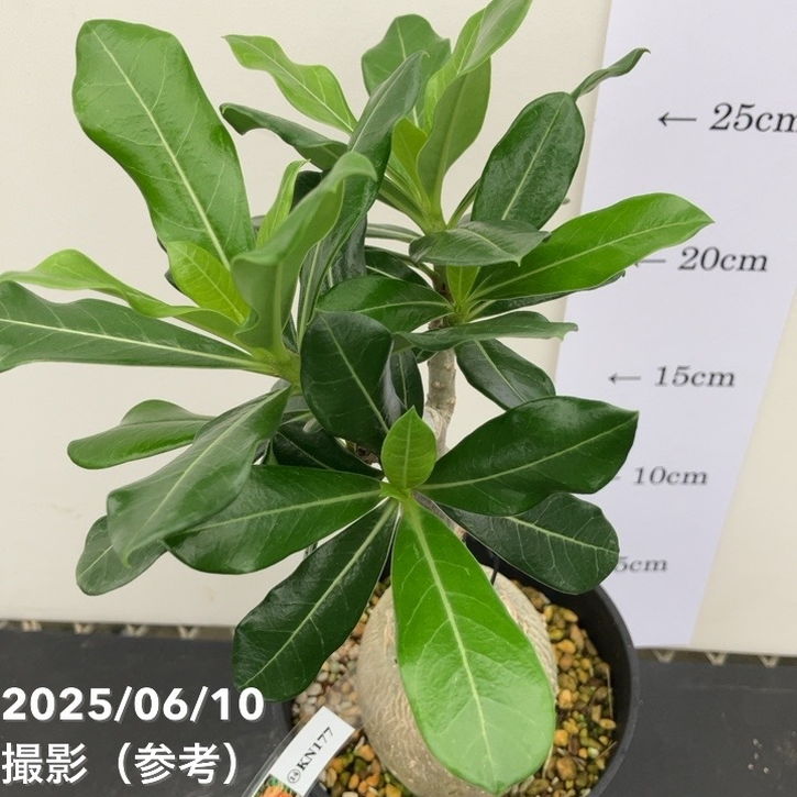 アデニウム　オベスム　斑入り　5-702 アデニウム オベスム 斑入り 5-702 アデニウム オベスム Adenium