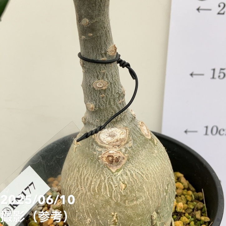 アデニウム オベスム 4号 KN177（14）｜観葉01-D1 | 観葉・多肉