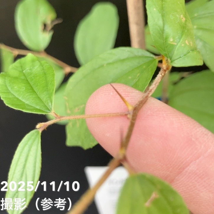 インドナツメ 4号 挿し木 2年生苗｜果樹04-PA | 果樹,[珍しい果樹