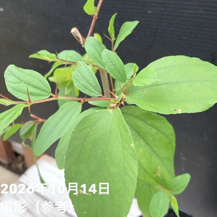 インドナツメ苗木　繋ぎ木　花つき インドナツメ 4号 挿し木 2年生苗｜果樹04-PA | 果樹,[珍しい果樹