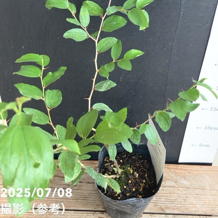 インドナツメ 4号 挿し木 2年生苗｜果樹10-TU | 果樹,[珍しい果樹