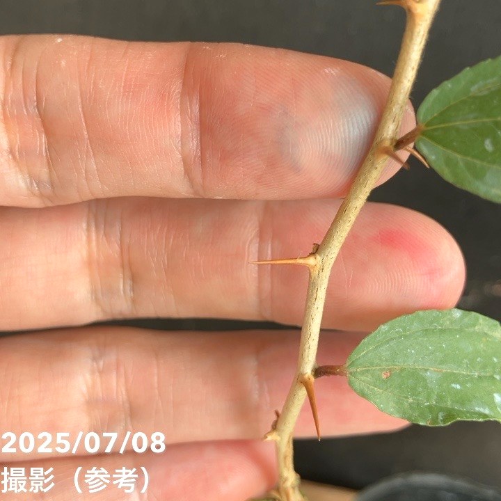 インドナツメ 4号 挿し木 2年生苗｜果樹04-PA | 果樹,[珍しい果樹