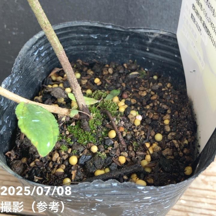 インドナツメ 4号 挿し木 2年生苗｜果樹04-PA | 果樹,[珍しい果樹