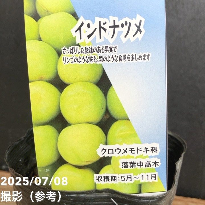 インドナツメ 4号 挿し木 2年生苗｜果樹04-PA | 果樹,[珍しい