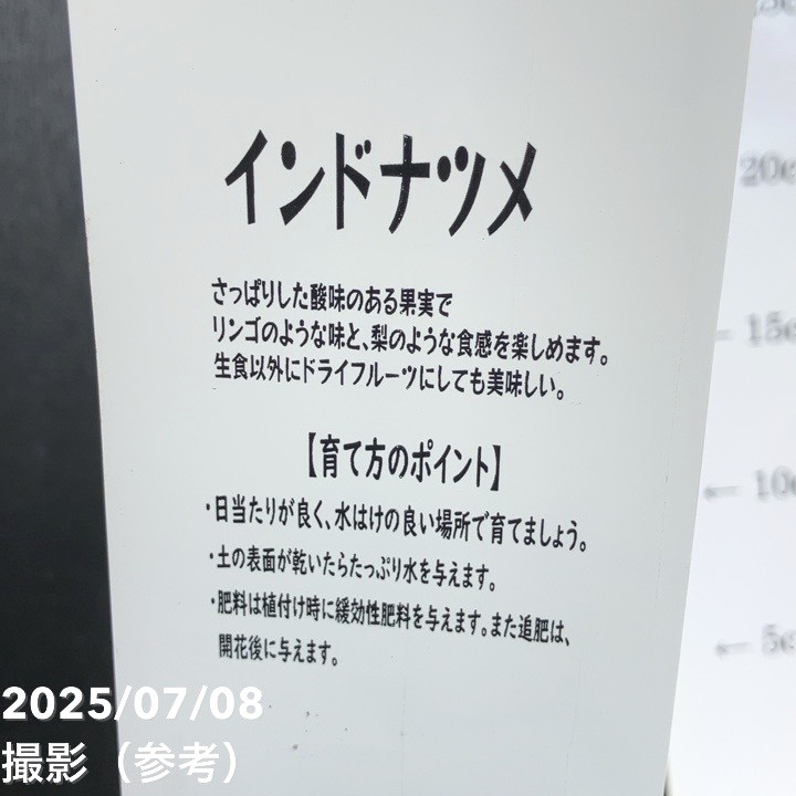 インドナツメ 4号 挿し木 2年生苗｜果樹10-TU | 果樹,[珍しい果樹