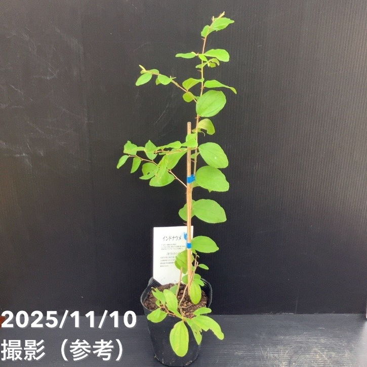 インドナツメ 4号 挿し木 2年生苗｜果樹10-TU | 果樹,[珍しい果樹