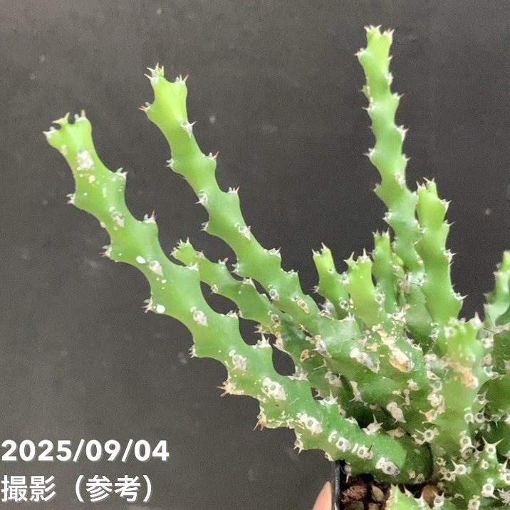 ユーフォルビア ラムローサ 2.5号｜観葉04-PA | 観葉・多肉 | 赤塚