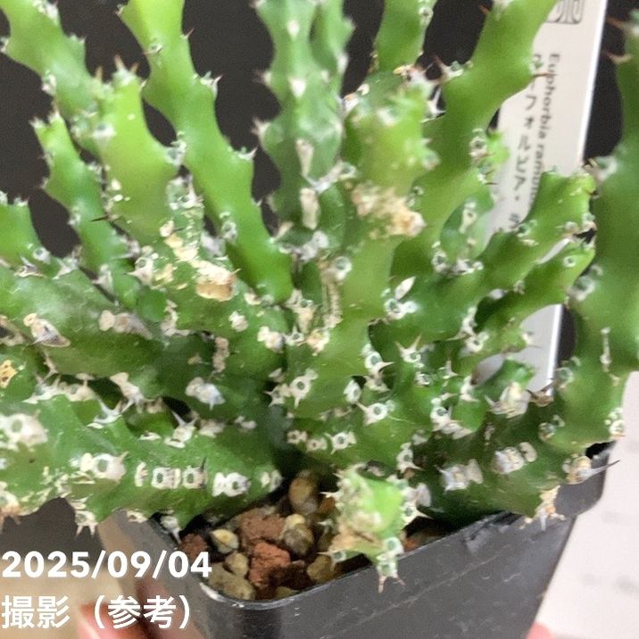 ユーフォルビア ラムローサ 2.5号｜観葉04-PA | 観葉・多肉 | 赤塚