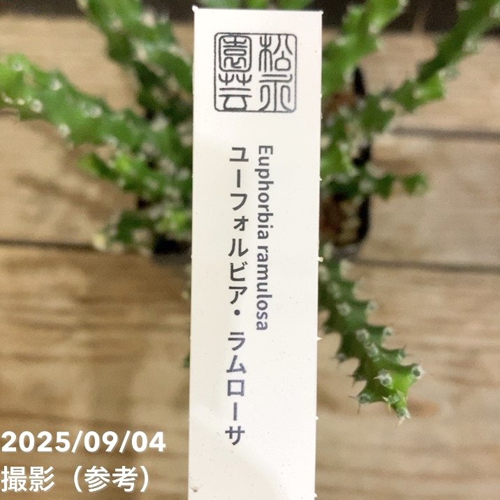 ユーフォルビア ラムローサ 2.5号｜観葉04-PA | 観葉・多肉 | 赤塚