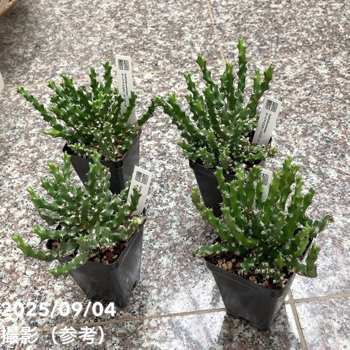 ユーフォルビア　ラムローサ ユーフォルビア ラムローサ 2.5号｜観葉04-PA | 観葉・多肉 | 赤塚