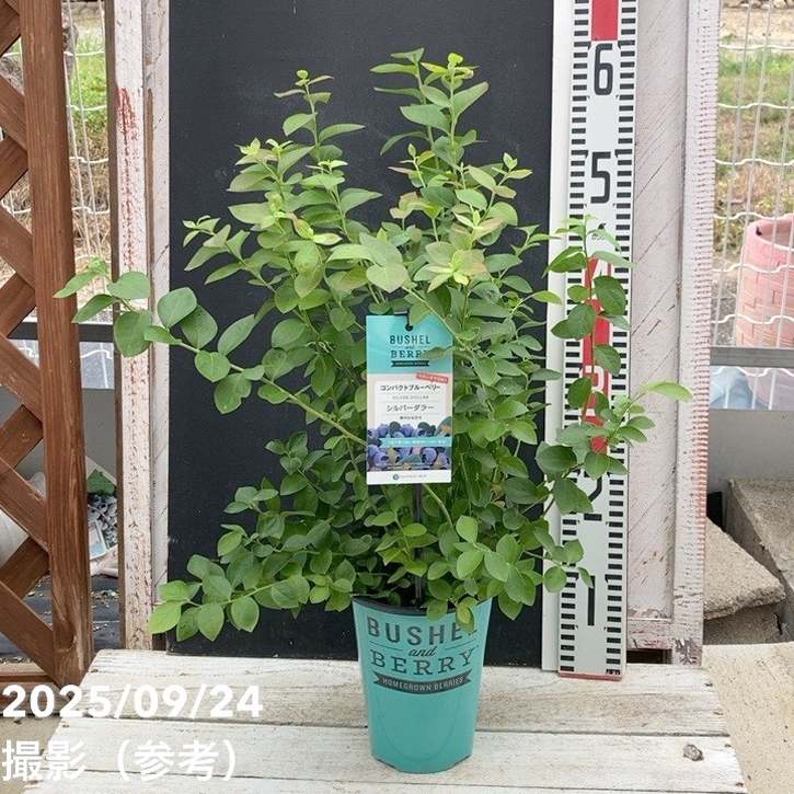 コンパクトブルーベリー シルバーダラー 5号｜果樹04-PA | 果樹