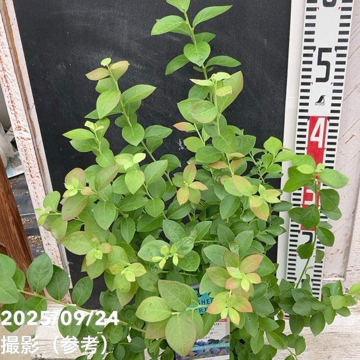 植物　予約専用ページ GreenSnap、屋内緑化AI「indoorgreenAI」が大幅アップデート！より高