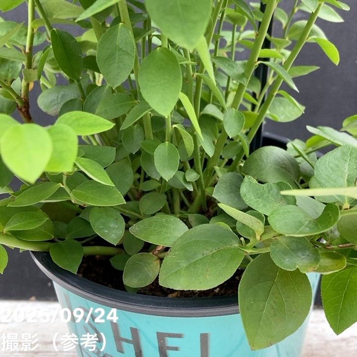 植物　予約専用ページ 楽天市場】マツカゼソウ 9.0cmポット 15本 苗 : トオヤマグリーン