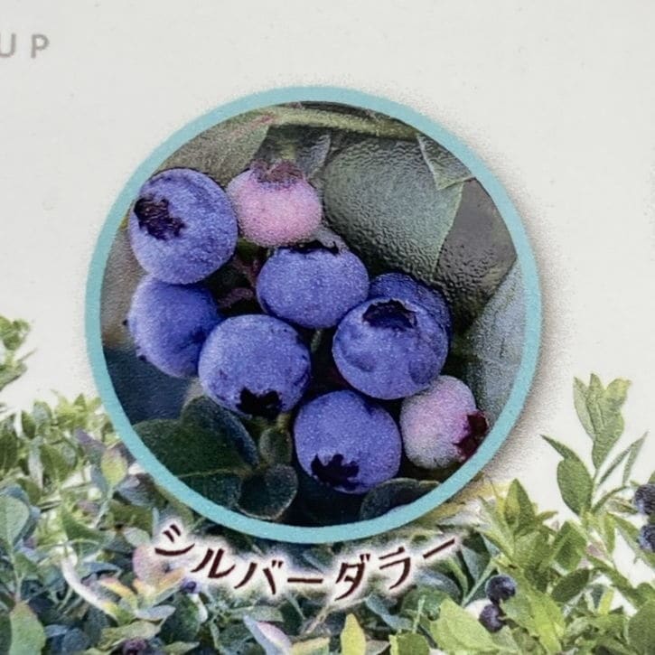コンパクトブルーベリー シルバーダラー 5号｜果樹04-PA | 果樹