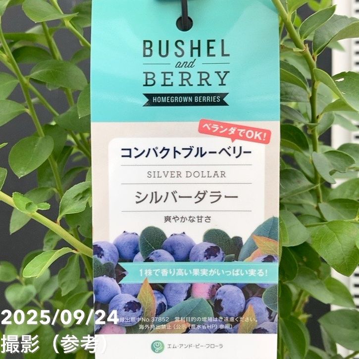コンパクトブルーベリー シルバーダラー 5号｜果樹04-PA | 果樹