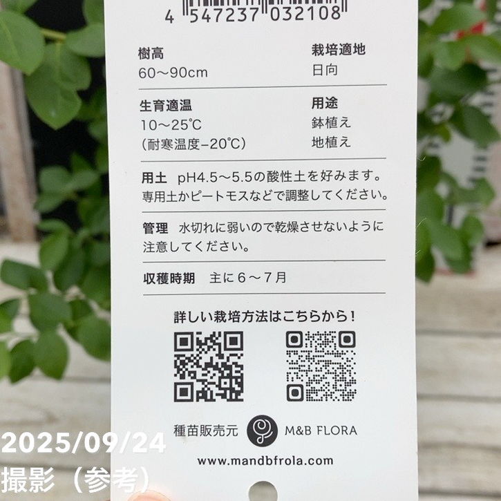 コンパクトブルーベリー シルバーダラー 5号｜果樹04-PA | 果樹