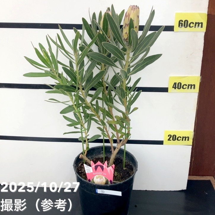 現品お届け】プロテア オーストラリスアイス 7号（2）｜花木10