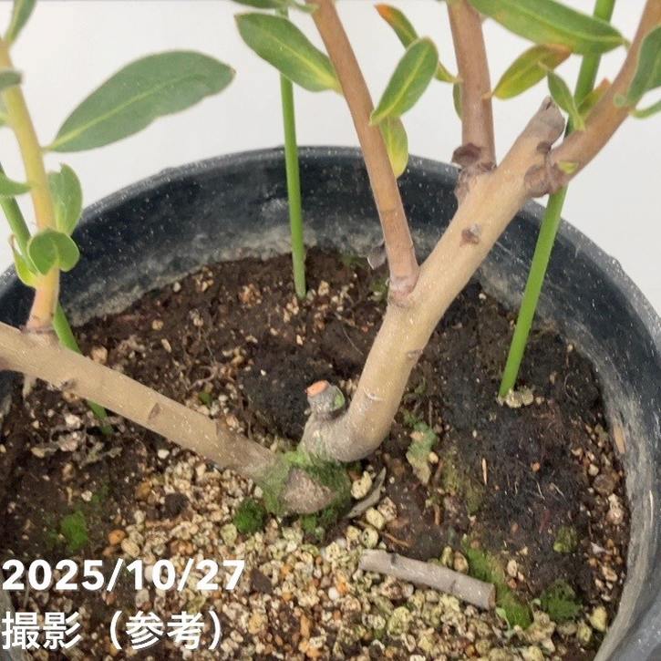現品お届け】プロテア オーストラリスアイス 7号（2）｜花木10