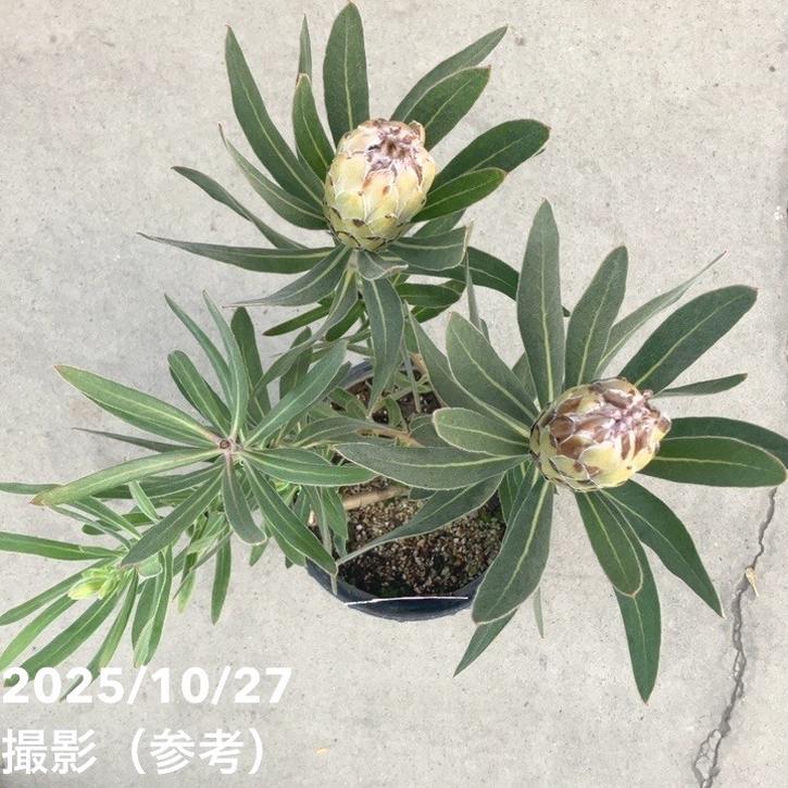 現品お届け】プロテア オーストラリスアイス 7号（2）｜花木10