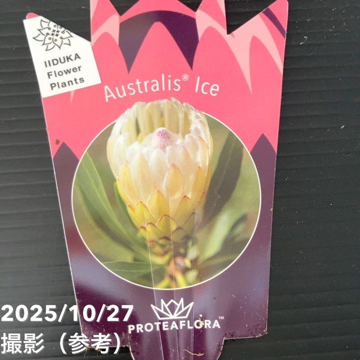 現品お届け】プロテア オーストラリスアイス 7号（2）｜花木10