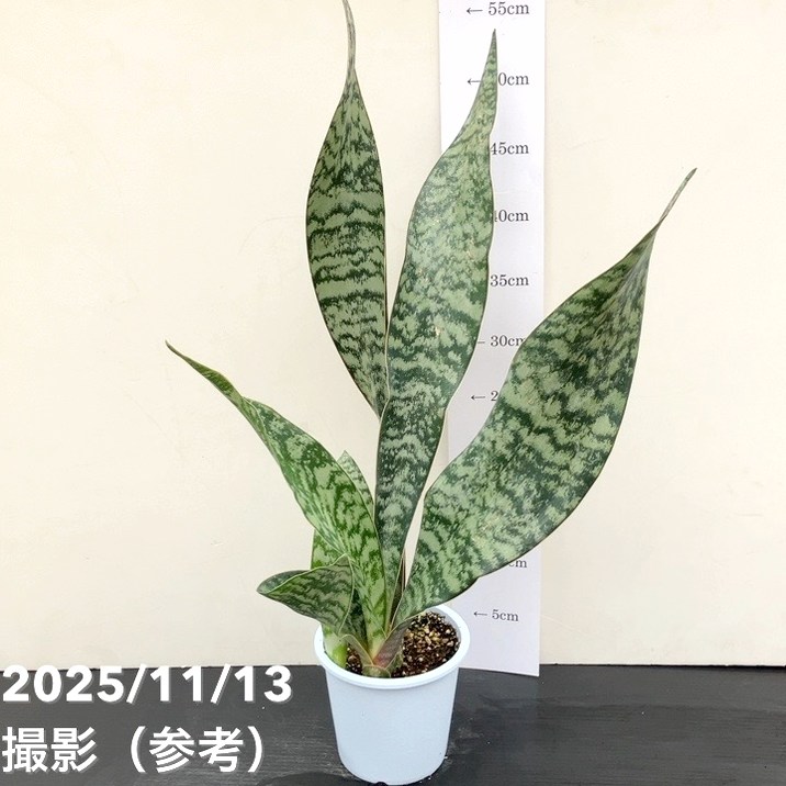 期間限定10％OFF！】サンスベリア 4号 アブリティアナ プラ鉢｜観葉02