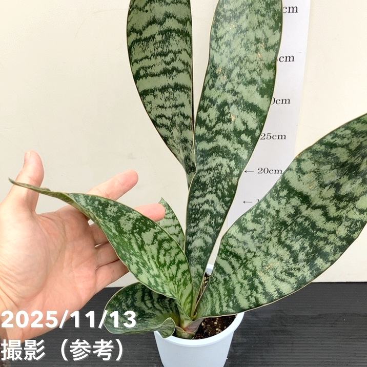 サンスベリア 4号 アブリティアナ プラ鉢｜観葉02-D2 | 観葉・多肉