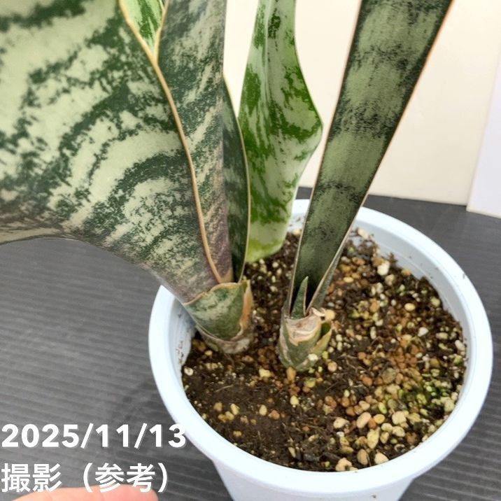 期間限定10％OFF！】サンスベリア 4号 アブリティアナ プラ鉢｜観葉02