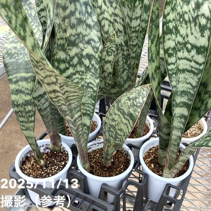 植物の奴隷　月曜日発送様 リクエスト 5点 まとめ商品 期間限定10％OFF！】サンスベリア 4号 アブリティアナ プラ鉢｜観葉02