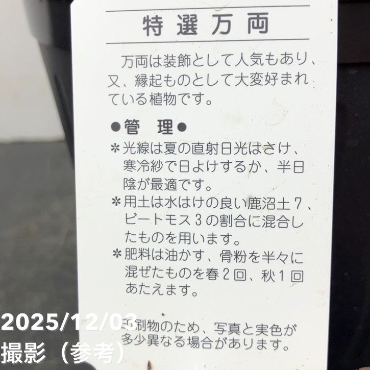 斑入り万両 曙大鵬 6号｜観葉10-TU | 花木・庭木 | 赤塚植物園