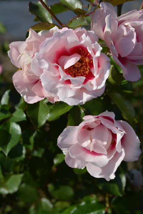 バラ大苗 こころね 7号 ロサ・オリエンティスプログレッシオ｜花木04