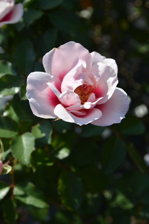 バラ大苗 こころね 7号 ロサ・オリエンティスプログレッシオ｜花木04