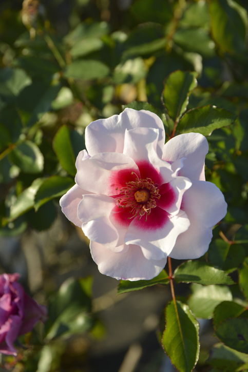 バラ大苗 こころね 7号 ロサ・オリエンティスプログレッシオ｜花木04