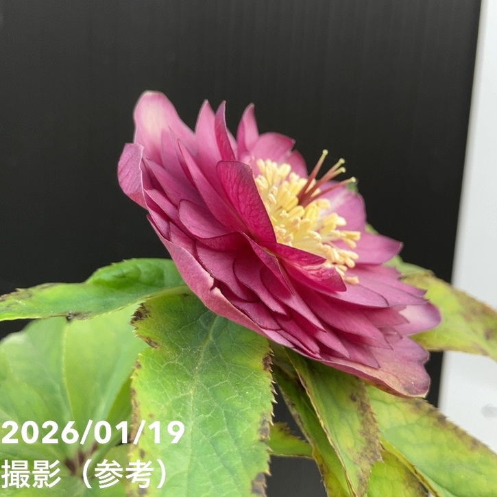 一点物】加藤農園 多弁クリスマスローズ アフロディーテ 4.5号（KT9