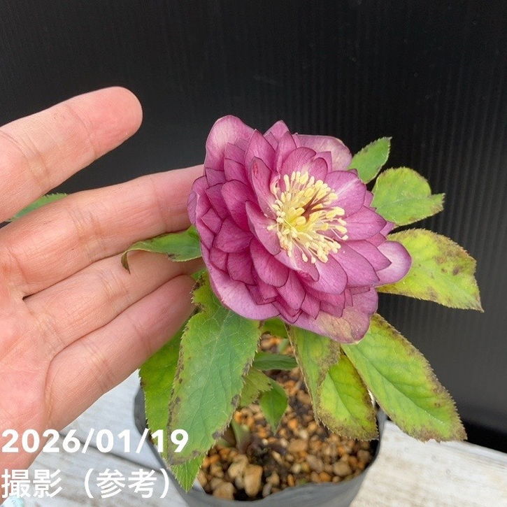 一点物】加藤農園 多弁クリスマスローズ アフロディーテ 4.5号（KT9