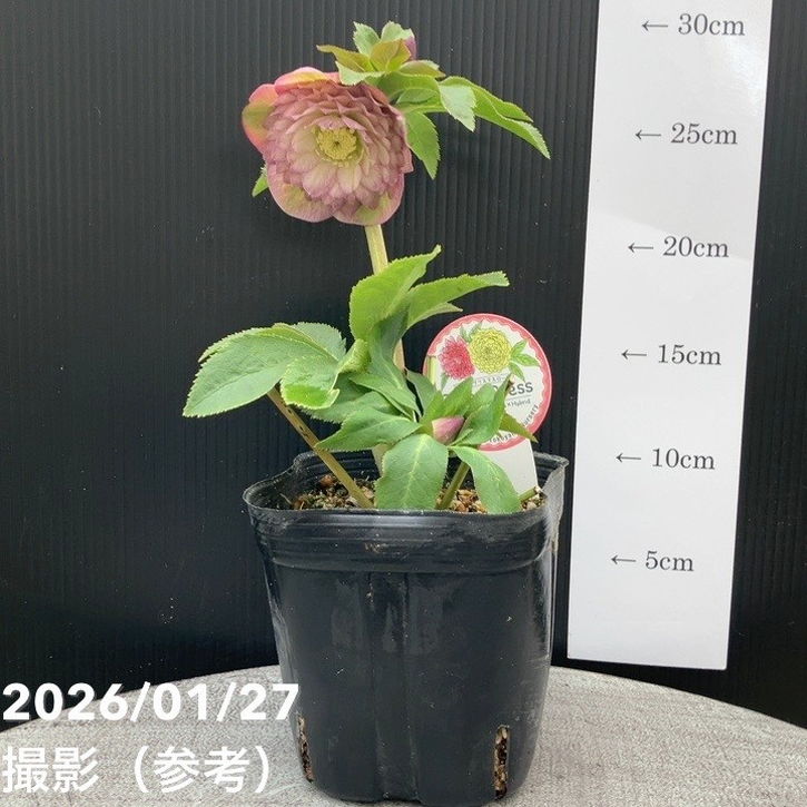 一点物】横山園芸 クリスマスローズ プリマドレス 4.5号（YK10）｜山野