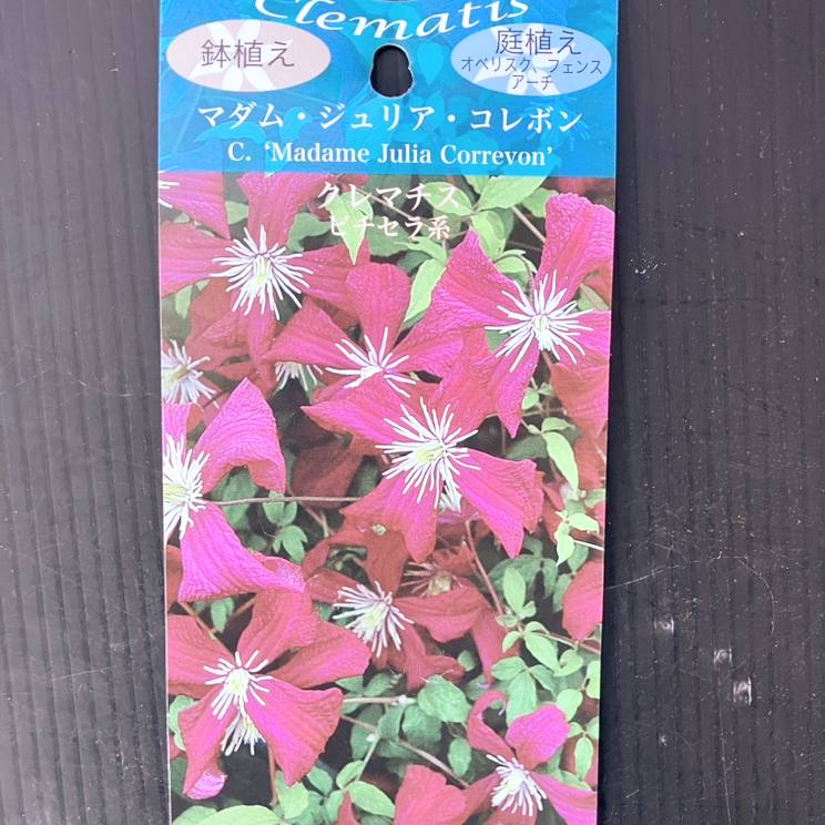 クレマチス ビチセラ系 マダム・ジュリア・コレボン 4号｜草花04-PA