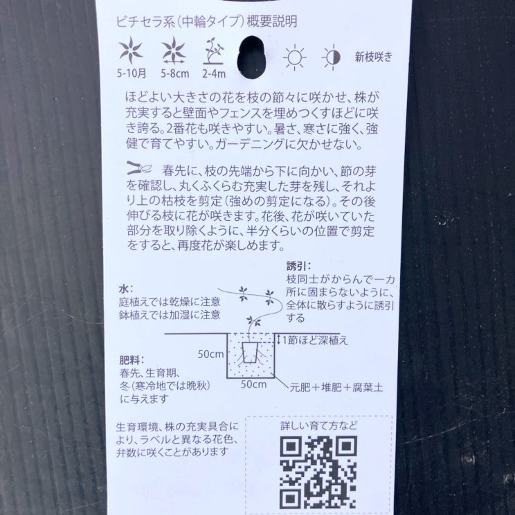 クレマチス ビチセラ系 マダム・ジュリア・コレボン 4号|草花04-PA