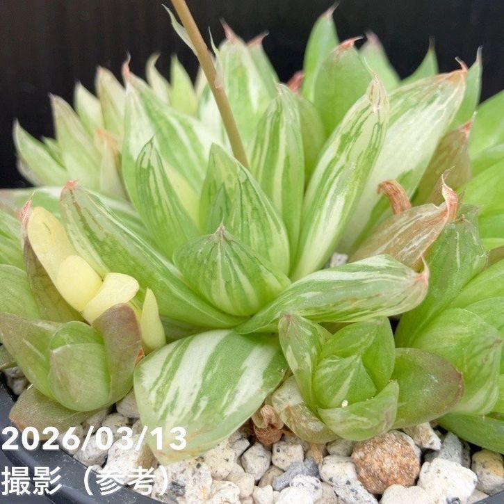 斑入りハオルチア 京ノ華錦 3.5号 2鉢セット｜観葉10-TU | 観葉・多肉