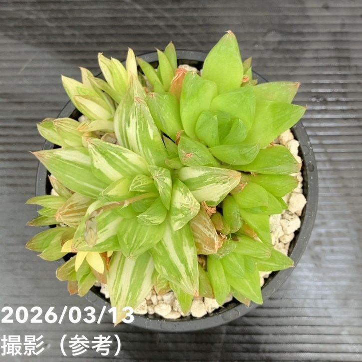 斑入りハオルチア 京ノ華錦 3.5号 2鉢セット｜観葉10-TU | 観葉・多肉